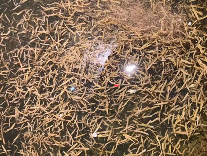 水蛭卵繭