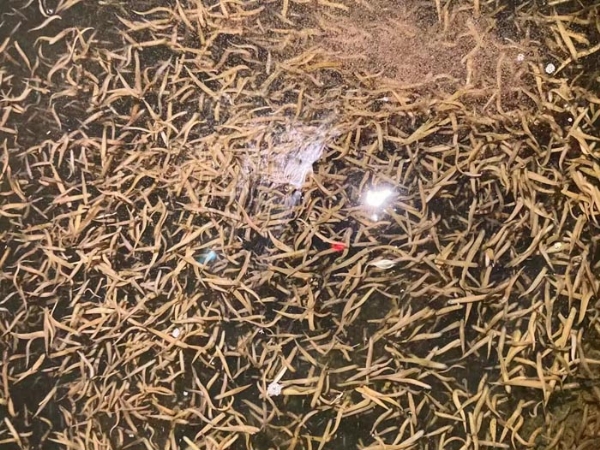 水蛭卵繭