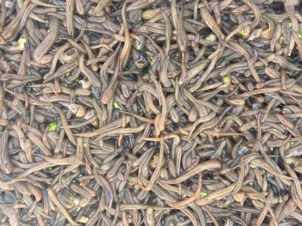 水蛭卵繭
