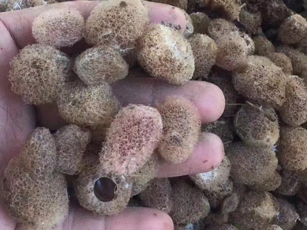 水蛭卵繭