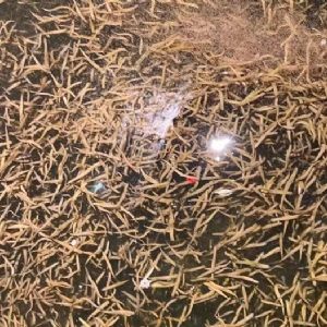 水蛭卵繭