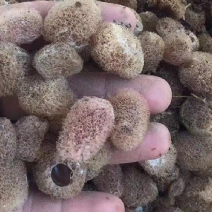 水蛭卵繭