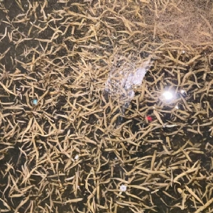 水蛭小苗