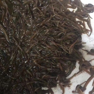 水蛭小苗