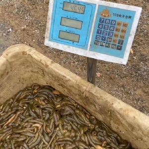 水蛭小苗