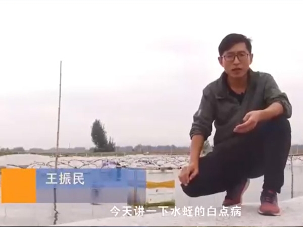 水蛭白點(diǎn)病發(fā)生活規(guī)律及防治方法