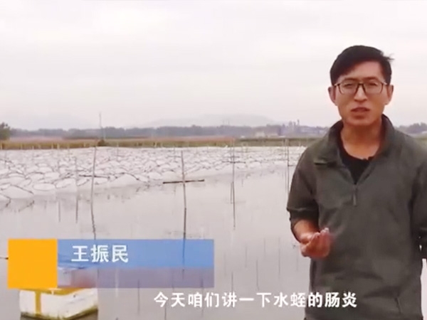 水蛭脹氣型腸炎發(fā)生規(guī)律及防治方法