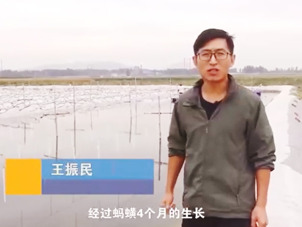 水蛭收獲流程