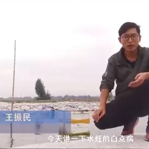 水蛭白點(diǎn)病發(fā)生活規(guī)律及防治方法