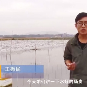 水蛭脹氣型腸炎發(fā)生規(guī)律及防治方法