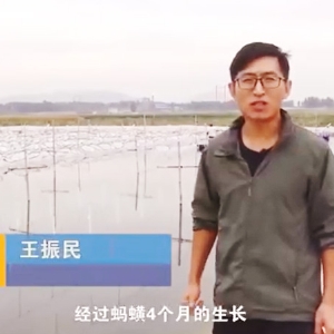 水蛭收獲流程